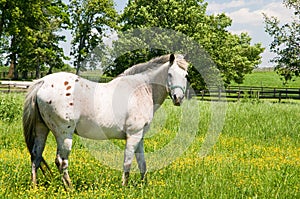 White horse in pasture