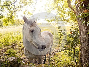 White horse in pasture. Bright sunlit background. Warm sunny day