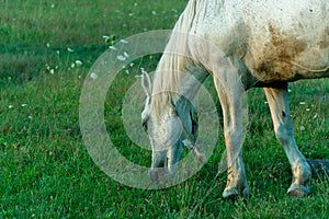 A white horse in a pasture eats green grass. A horse walks on a green meadow during sunset. Livestock farm, meat and milk