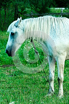 A white horse in a pasture eats green grass. A horse walks on a green meadow during sunset. Livestock farm, meat and milk