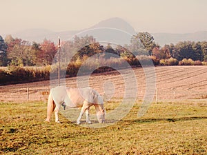 White horse on pasture, hills at horizon