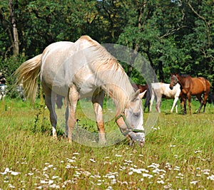 White horse pastures in field