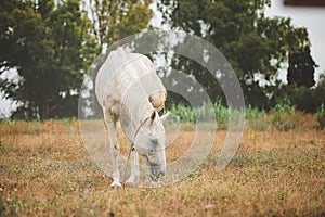 White horse is pasturing on a grass field