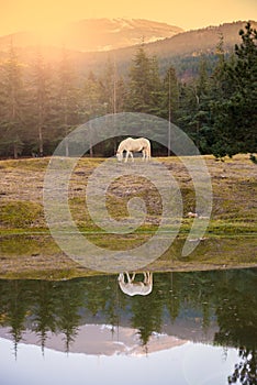 White horse pasturing by a lake with a reflection in water