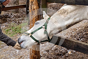 A white horse peeks out from behind a wooden fence near the trees. An animal with a bridle in the forest on the street in the corr
