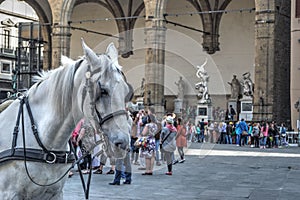 White horse in Piazza della Signoria