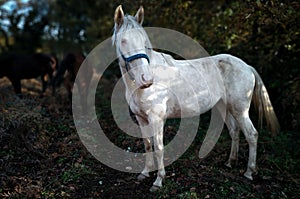 White horse pic Salvaterra de MiÃÂ±o photo