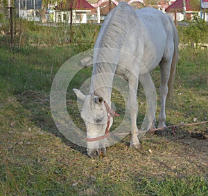 White horse pinches green grass