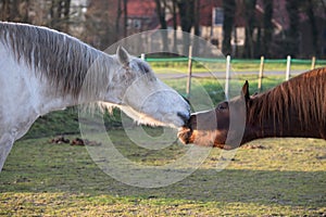 White horse playfully bites at another brown horse in a green pasture