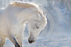 White horse portrait