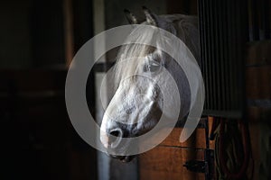 White horse portrait