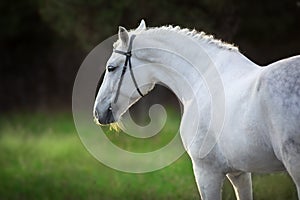 White horse portrait