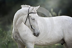 White horse portrait