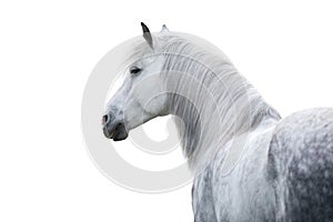 White horse portrait