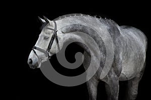 White Horse portrait