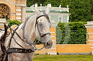 White horse portrait