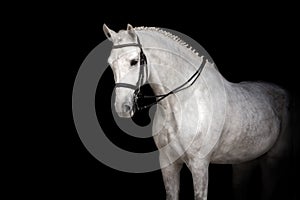 White horse portrait