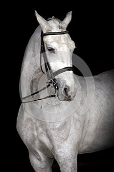 White horse portrait