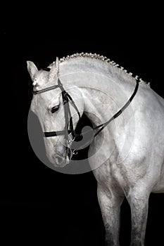 White horse portrait