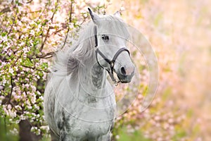 White horse portrait on blossom