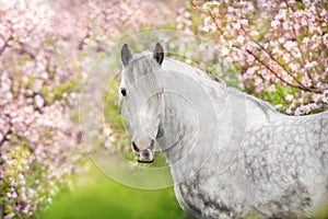 White horse portrait in blossom photo