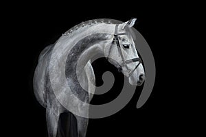White Horse portrait in bridle