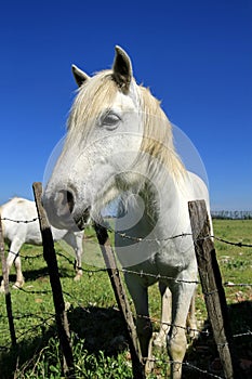 White horse portrait, Camargue, France