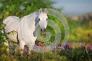 White horse portrait in flowers