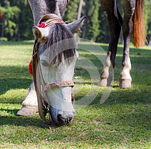 White horse portrait, horse grazing