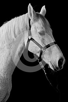 White horse portrait isolated on black