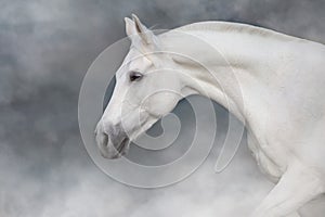 White horse portrait on light background