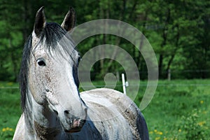 White horse portrait with meadow