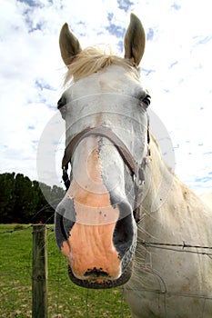 White horse portrait outdoor meadow grassland