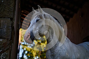 White horse portrait in poppy flowers at sunrise light