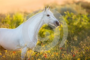 White horse in sunrise light