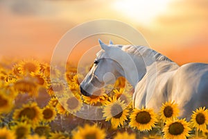 White Horse portrait in sunflowers