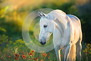 White horse portrait at sunset photo