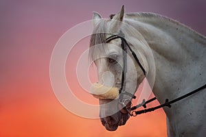 White Horse portrait at sunset.