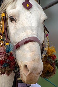 White horse portrait during tent pegging