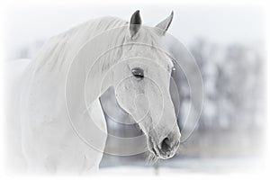 White horse portrait in winter