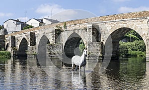 White horse posing in the river in front of a roman bridge