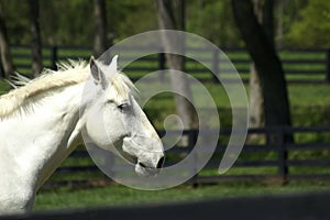 White Horse Profile