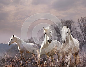 White horse in a purple haze