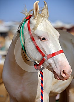 White horse at Pushkar Fair in Rajasthan, India