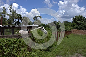 White horse at the ranch in Naples Florida.