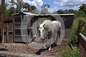 A white horse at the ranch on a sunny day and blue skies.