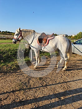 White horse Rea photo