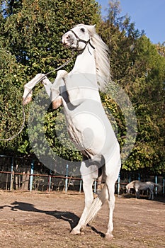White horse rearing