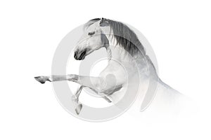 White horse rearing up