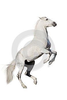 White horse rearing up